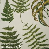Papier tassotti motifs fougères