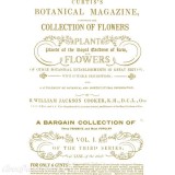 Transfert pelliculable Redesign Prima marketing décor Flower Collector