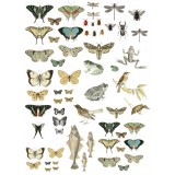 Transfert pelliculable IOD  Iron Orchid Designs X 61x84cm