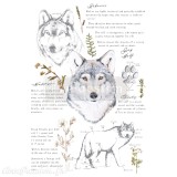 Transfert pelliculable Redesign Gray Wolf