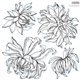Tampons IOD Clear Stamps Chrysanthemums