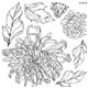 Tampons IOD Clear Stamps Chrysanthemums