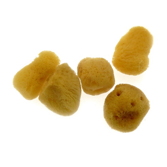 Mini éponges naturelles Mini éponges naturelles