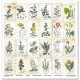 Papier scrapbooking Herbarium 2 10 feuilles 30x30 assortiment