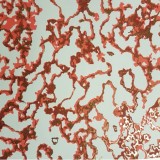 Papier indien marbré Blanc Rouge Or