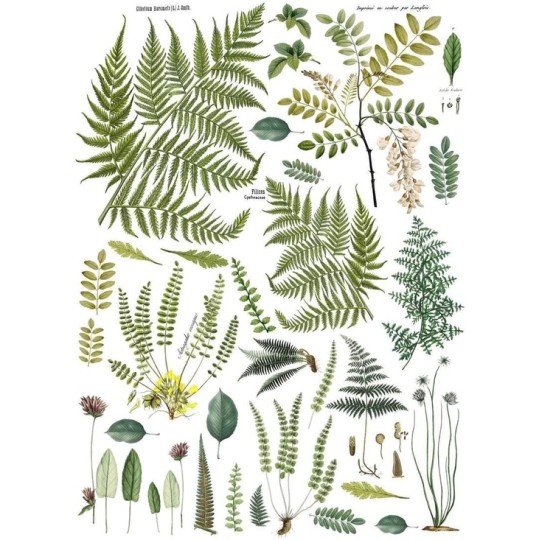 Transfert pelliculable IOD Frond Botanical 61x84 Transfert pelliculable IOD Frond Botanical 61x84
