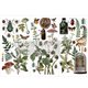 Transfert pelliculable Redesign Botanical Archives 15x30cm