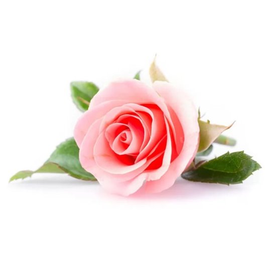 Senteur pour bougie rose 27ml