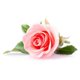 Senteur pour bougie rose 27ml