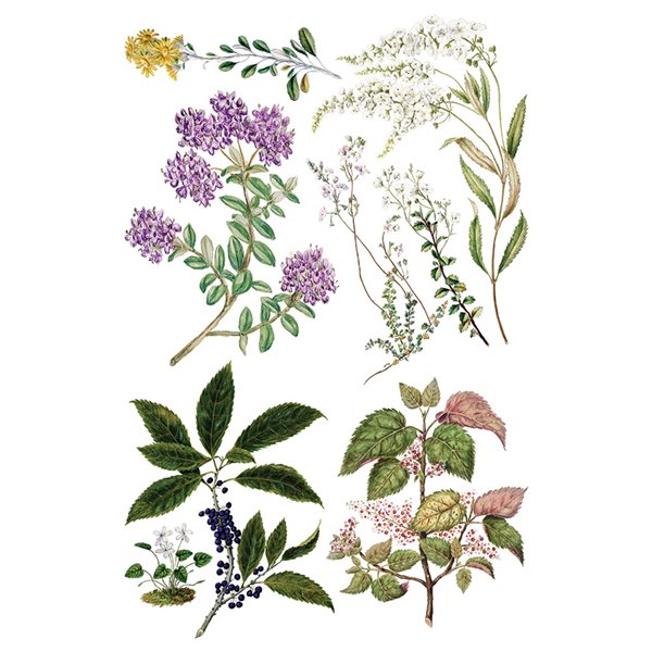 Transfert pelliculable IOD Sarah Featon's Botanicals Xfe xcm