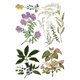 Transfert pelliculable IOD Sarah Featon's Botanicals Xfe xcm
