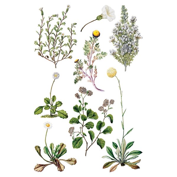 Transfert pelliculable IOD Sarah Featon's Botanicals Xfe xcm
