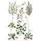 Transfert pelliculable IOD Sarah Featon's Botanicals Xfe xcm