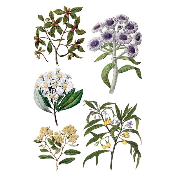 Transfert pelliculable IOD Sarah Featon's Botanicals Xfe xcm
