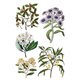 Transfert pelliculable IOD Sarah Featon's Botanicals Xfe xcm