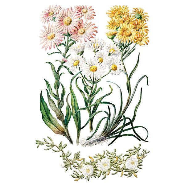 Transfert pelliculable IOD Sarah Featon's Botanicals Xfe xcm