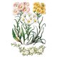 Transfert pelliculable IOD Sarah Featon's Botanicals Xfe xcm