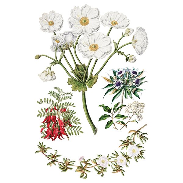 Transfert pelliculable IOD Sarah Featon's Botanicals Xfe xcm