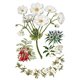 Transfert pelliculable IOD Sarah Featon's Botanicals Xfe xcm
