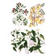 Transfert pelliculable IOD Sarah Featon's Botanicals Xfe xcm