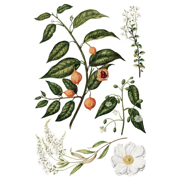 Transfert pelliculable IOD Sarah Featon's Botanicals Xfe xcm