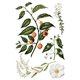 Transfert pelliculable IOD Sarah Featon's Botanicals Xfe xcm