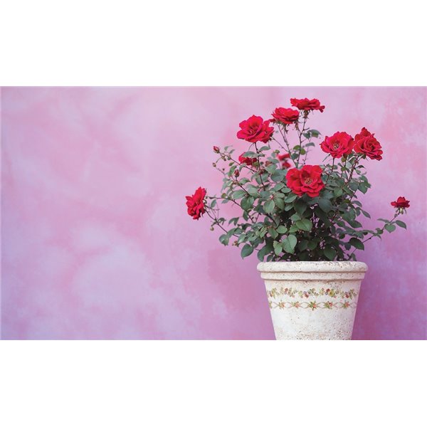 Paint Inlay Transfert IOD Ditsy Bloom 8fe 40x30cm