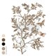 Transfert pelliculable Redesign Branch Harmony 60x88cm