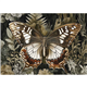 Papier fibre pour découpage Redesign A3 Rustling Wings