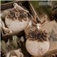 Moule silicone ReDesign Evergreen Antler Emblem 12.7x20.3cm