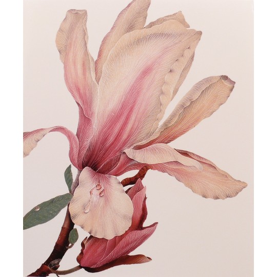 Carte postale fleurs olga makrusenko magnolia Carte postale fleurs olga makrusenko magnolia